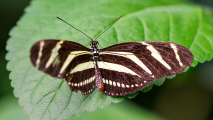 Zebra longwing butterfly, Heliconius charithonia, a species of butterfly from the subfamily Heliconiinae of the family Nymphalidae. Endemic to the southern states of USA, central and south America.