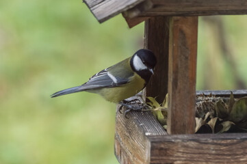 Great tit, Parus major, single bird on feeder. Photo project : Birds