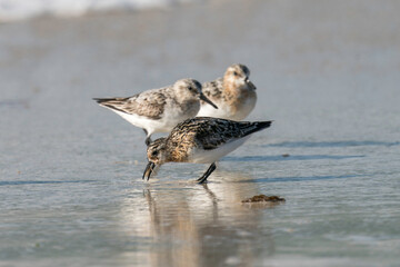 Sanderlinge bei der Nahrungssuche an der bretonischen Küste