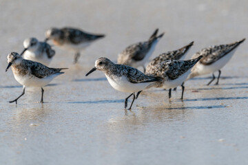 Sanderlinge an der bretonischen Küste