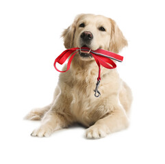 Adorable Golden Retriever dog holding leash in mouth on white background. Time for walk