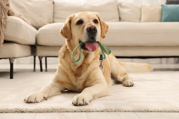 Cute Golden Labrador Retriever dog holding leash in mouth indoors. Time for walk