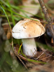 Borowik w lesie, grzyb, jesień 