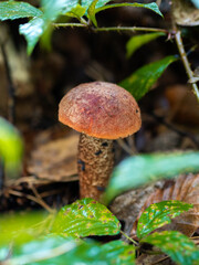 Koźlarz babka - grzyb w lesie 