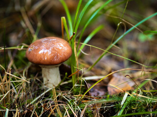 Maślaki, grzyby w lesie, dwa maślaki, grzyb   © Klaudia Baran