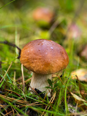 Borowik w lesie, grzyb, jesień 