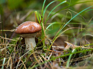 Maślaki, grzyby w lesie, dwa maślaki, grzyb  