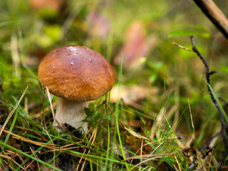Boletus in the forest, cep, penny bun, porcino, porcini