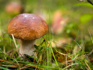 Borowik w lesie, grzyb, jesień 