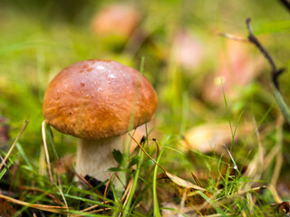 Borowik w lesie, grzyb, jesień 