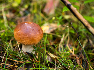 Borowik w lesie, grzyb, jesień 