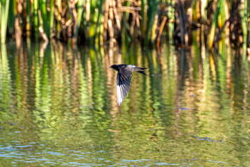 Barn Swallow (Hirundo rustica) spotted in Father Collins Park, Dublin, commonly found across Europe.