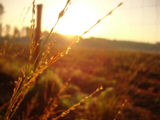 sunset in the field