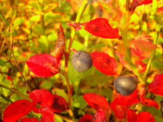 red berries on a tree