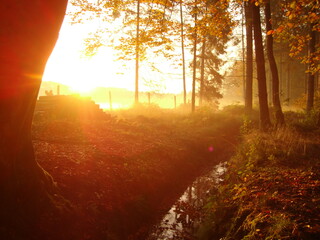 morning in the forest