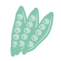 絹さや　イラスト