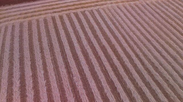 Aerial view from a drone of harvested grain fields in the surroundings of the town of Carrascal in the province of Zamora. Castilla y Leon. Spain. Europe