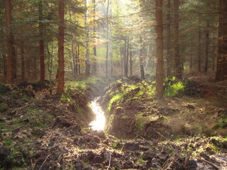 morning in the woods