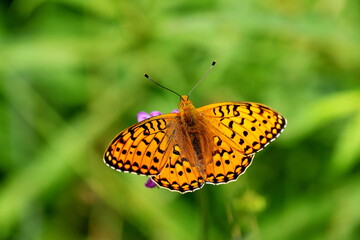Papillon nacré
