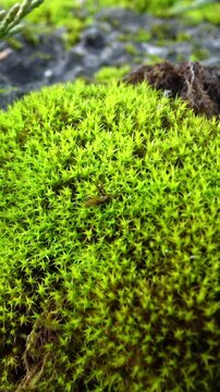 Green moss covers wet stones with an even pillow-like layer, Bryophyta of Ukraine
