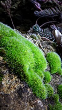 Green moss covers wet stones with an even pillow-like layer, Bryophyta of Ukraine