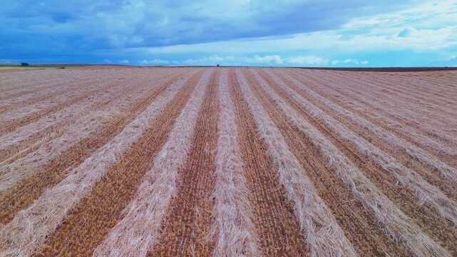 Aerial view from a drone of harvested grain fields in the surroundings of the town of Carrascal in the province of Zamora. Castilla y Leon. Spain. Europe