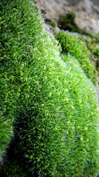 Green moss covers wet stones with an even pillow-like layer, Bryophyta of Ukraine