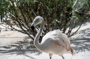 Grey Flamingo feeding in natural conditions on a sunny day