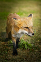 Fototapeta premium A close up of a Red Fox in the grass