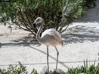 Grey Flamingo feeding in natural conditions on a sunny day