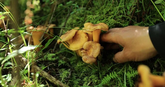 People picking chanterelle mushrooms growing in forest