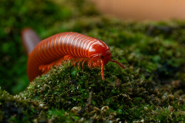 Rusty millipede or asian common millipede (trigoniulus corallinus) crawling on humid moss surface in indonesian tropical climate. Shot in the morning during golden hour, natural background
