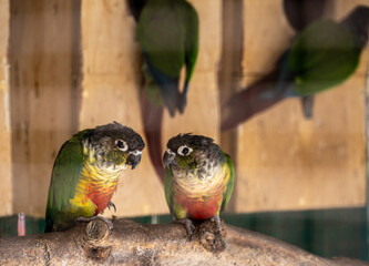 variegated multicolored parrots feeding in natural conditions on a sunny day