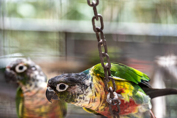 variegated multicolored parrots feeding in natural conditions on a sunny day
