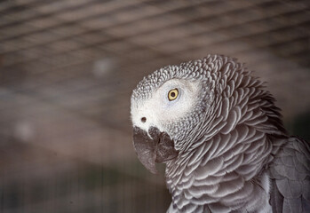 variegated multicolored parrots feeding in natural conditions on a sunny day