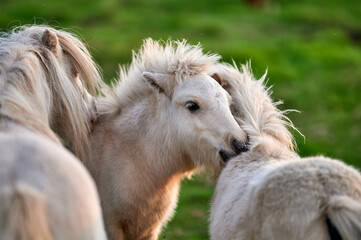 Obraz premium Young Ponies Nuzzling and Socializing in a Peaceful Evening Pasture in Rural Iceland, Captured in Soft Ambient Light