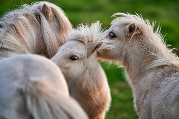 Young Ponies Nuzzling and Socializing in a Peaceful Evening Pasture in Rural Iceland, Captured in...