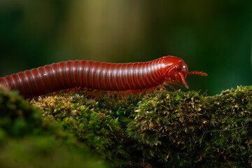 Rusty millipede or asian common millipede (trigoniulus corallinus) crawling on humid moss surface in indonesian tropical climate. Shot in the morning during golden hour, natural background