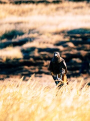 Caracara the flying Monkey in New Island, Falkland Islands