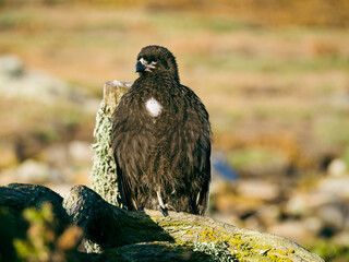 Caracara the flying Monkey in New Island, Falkland Islands