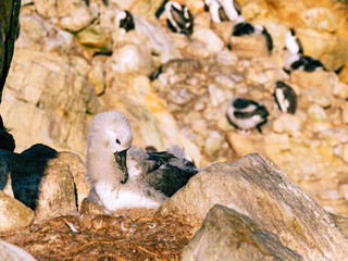 Junenile Black Browed Albatross, New Island, Falkland Islands 