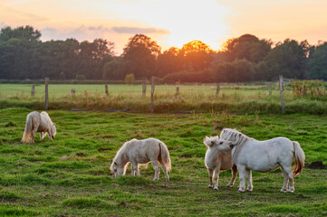 Ponies Grazing and Socializing in a Vibrant Pasture at Sunset in Rural Iceland, Bathed in Golden...