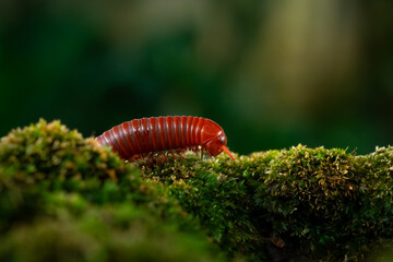 Rusty millipede or asian common millipede (trigoniulus corallinus) crawling on humid moss surface in indonesian tropical climate. Shot in the morning during golden hour, natural background