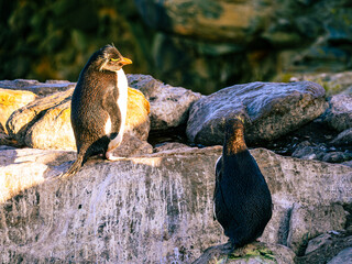 Rockhopper penguins in New Island Falkland Islands 