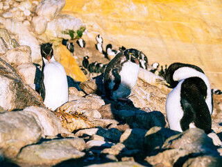 Rockhopper penguins in New Island Falkland Islands 