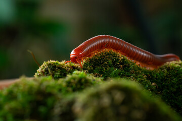 Rusty millipede or asian common millipede (trigoniulus corallinus) crawling on humid moss surface...