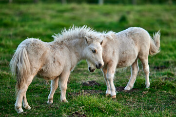 Obraz premium Young Ponies Nuzzling and Socializing in a Peaceful Evening Pasture in Rural Iceland, Captured in Soft Ambient Light