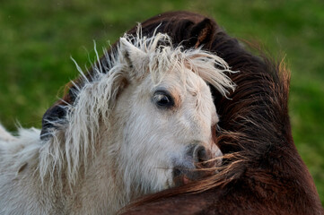 White Pony Playfully Nuzzling a Brown Pony in an Evening Pasture in Rural Iceland, Captured in Soft...