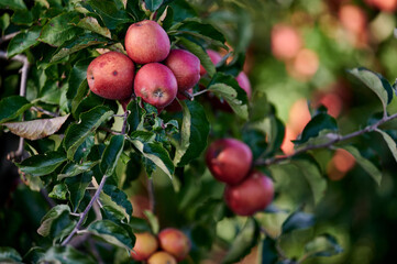 Cluster of Ripe Red Apples Hanging on a Branch in a Sunlit Orchard During Early Autumn, Captured in Soft Natural Light