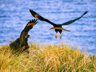 Caracara the flying Monkey in New Island, Falkland Islands